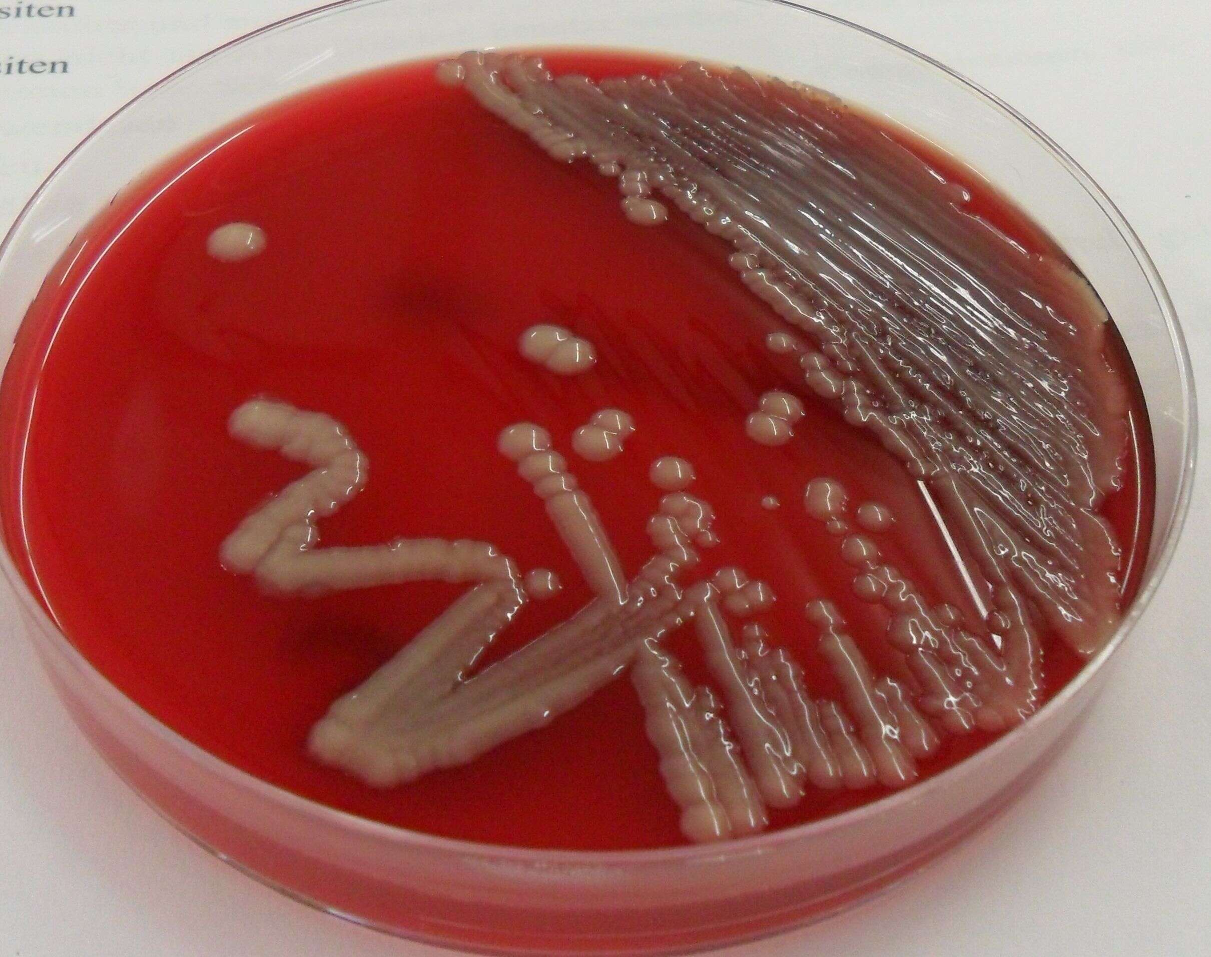 Sivun Klebsiella V. B. A. Trevisan 1885 kuva