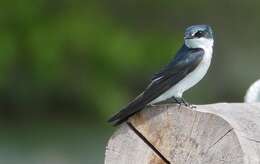 Image of Mangrove Swallow