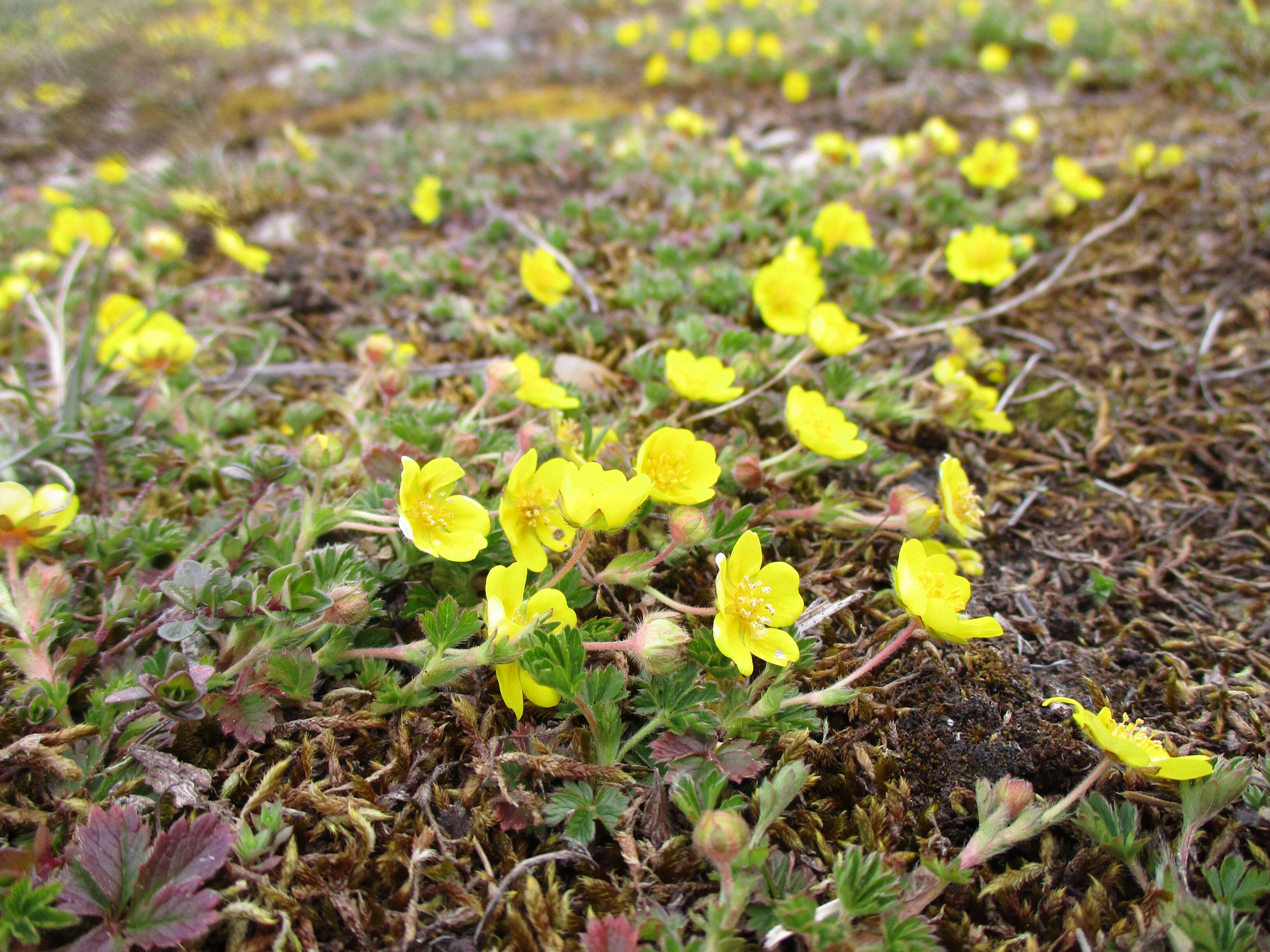 Image of spring cinquefoil