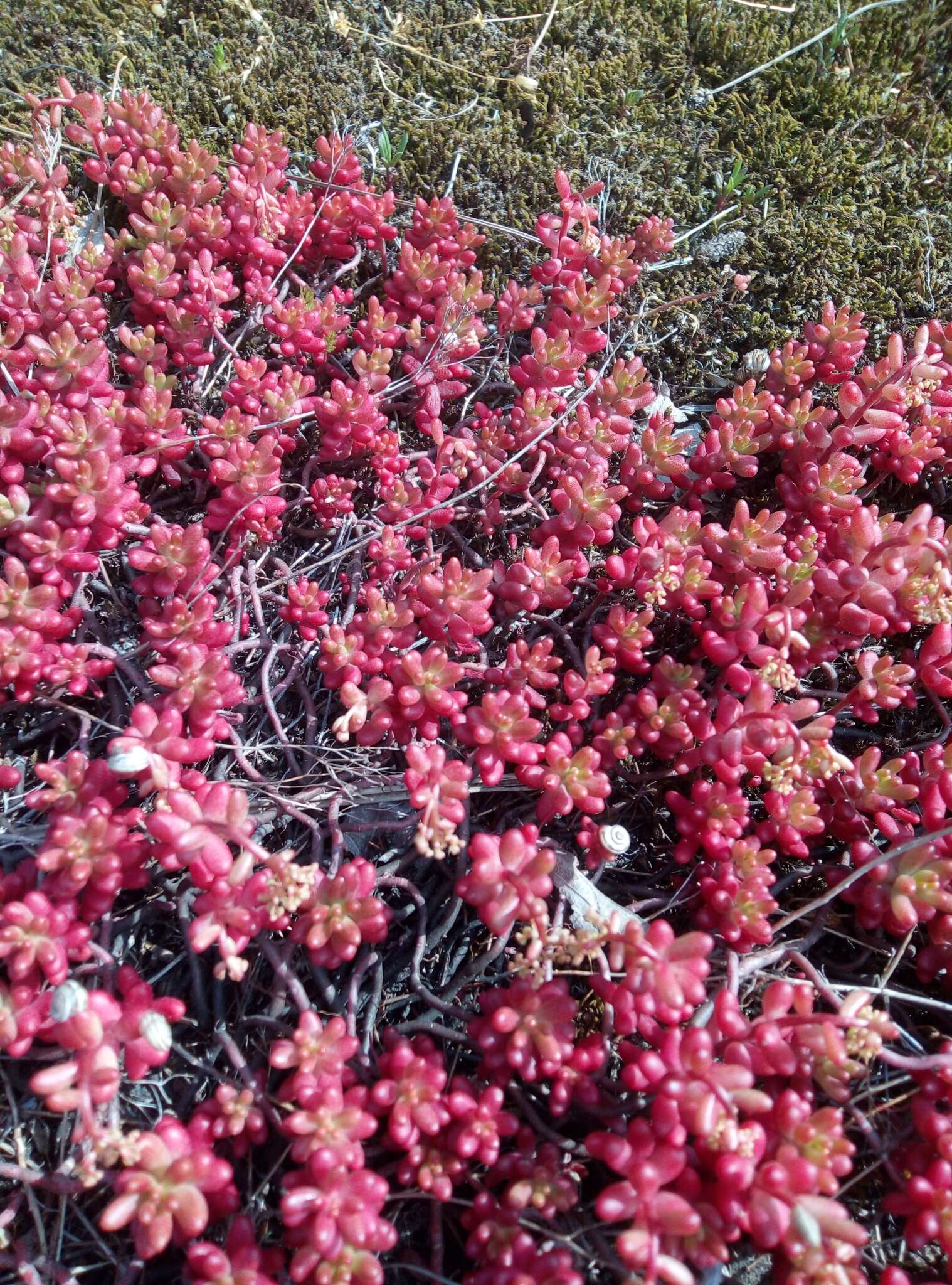 Image of White Stonecrop