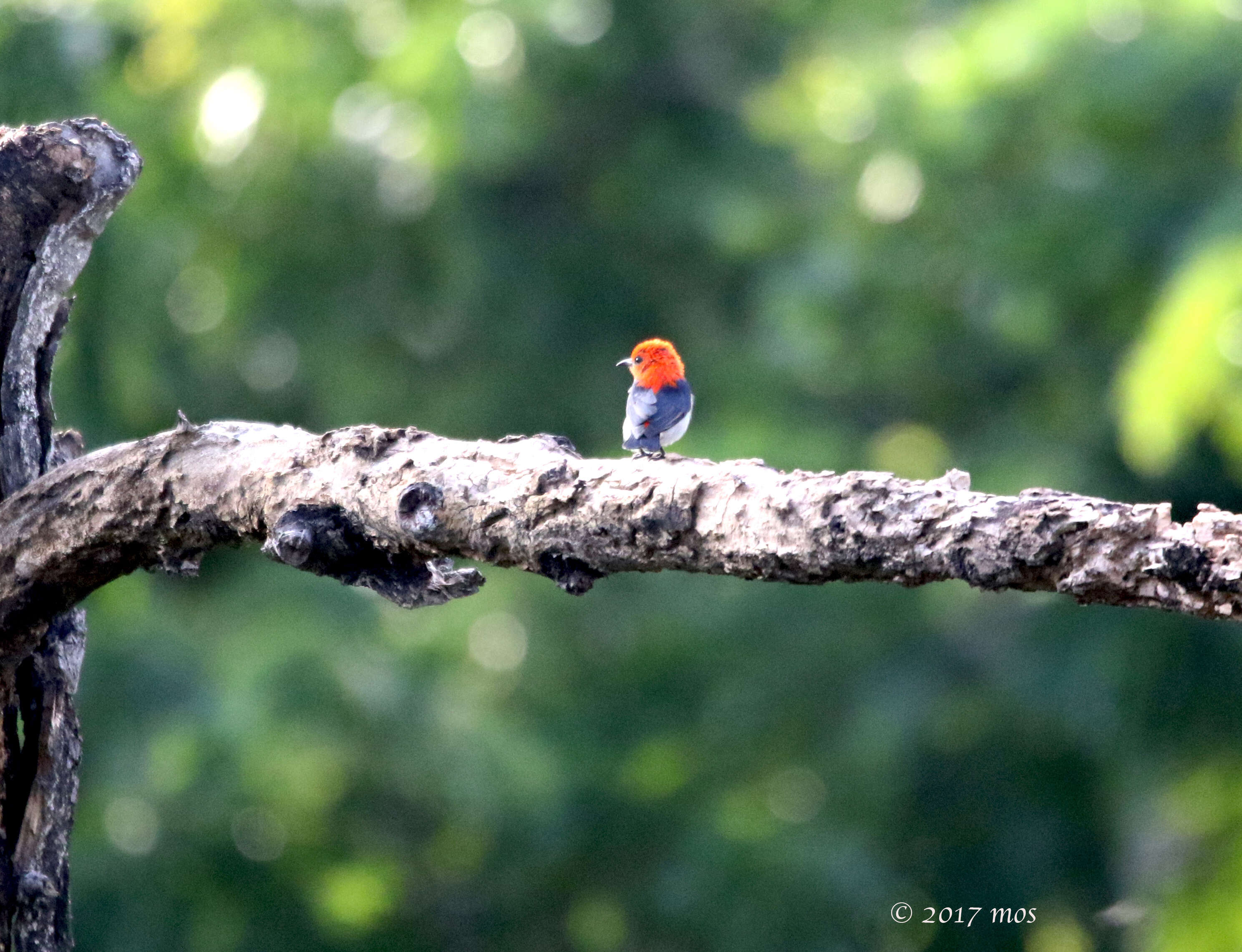 Image of Scarlet-headed Flowerpecker