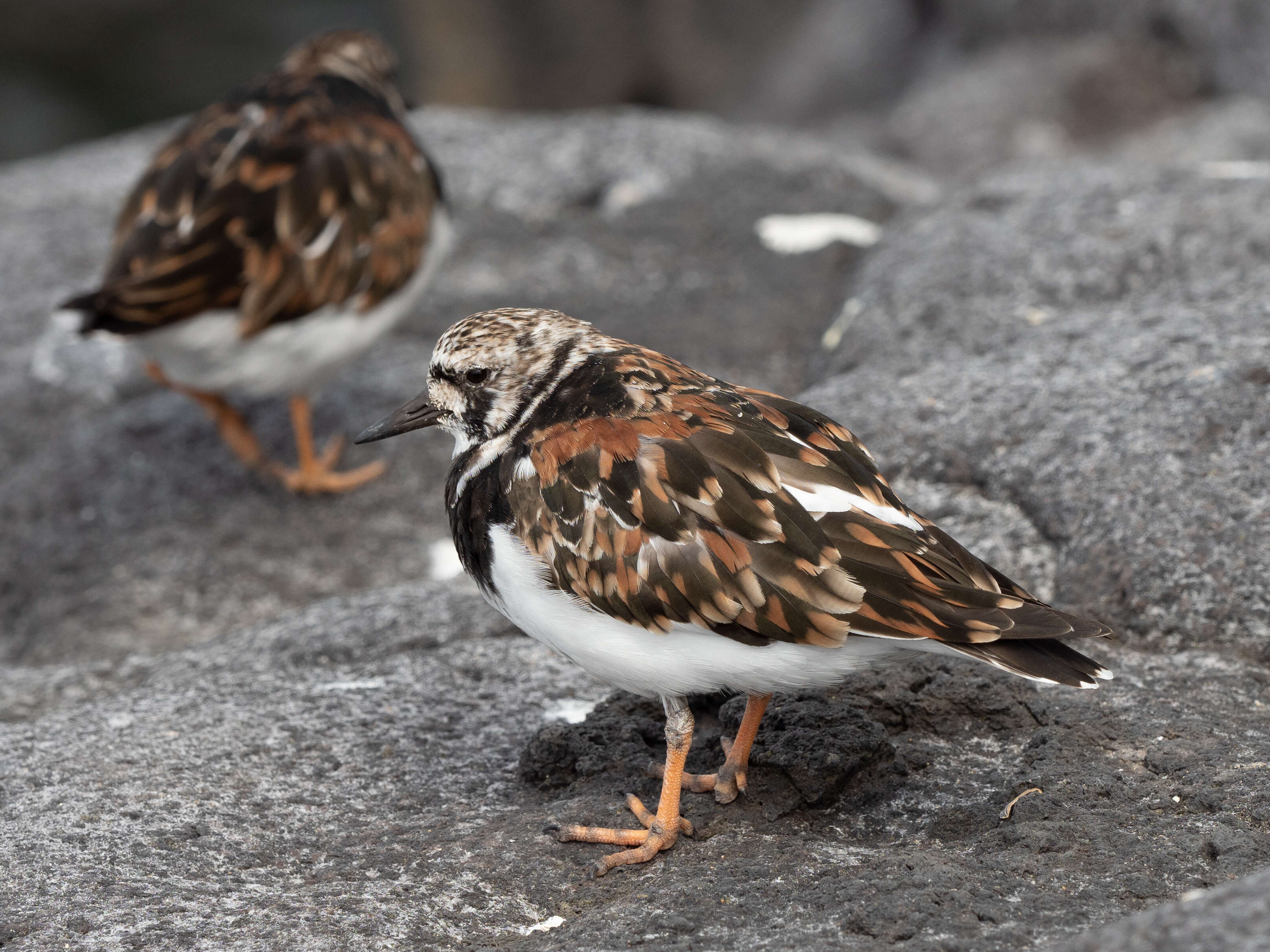 Image of Ruddy Turnstone