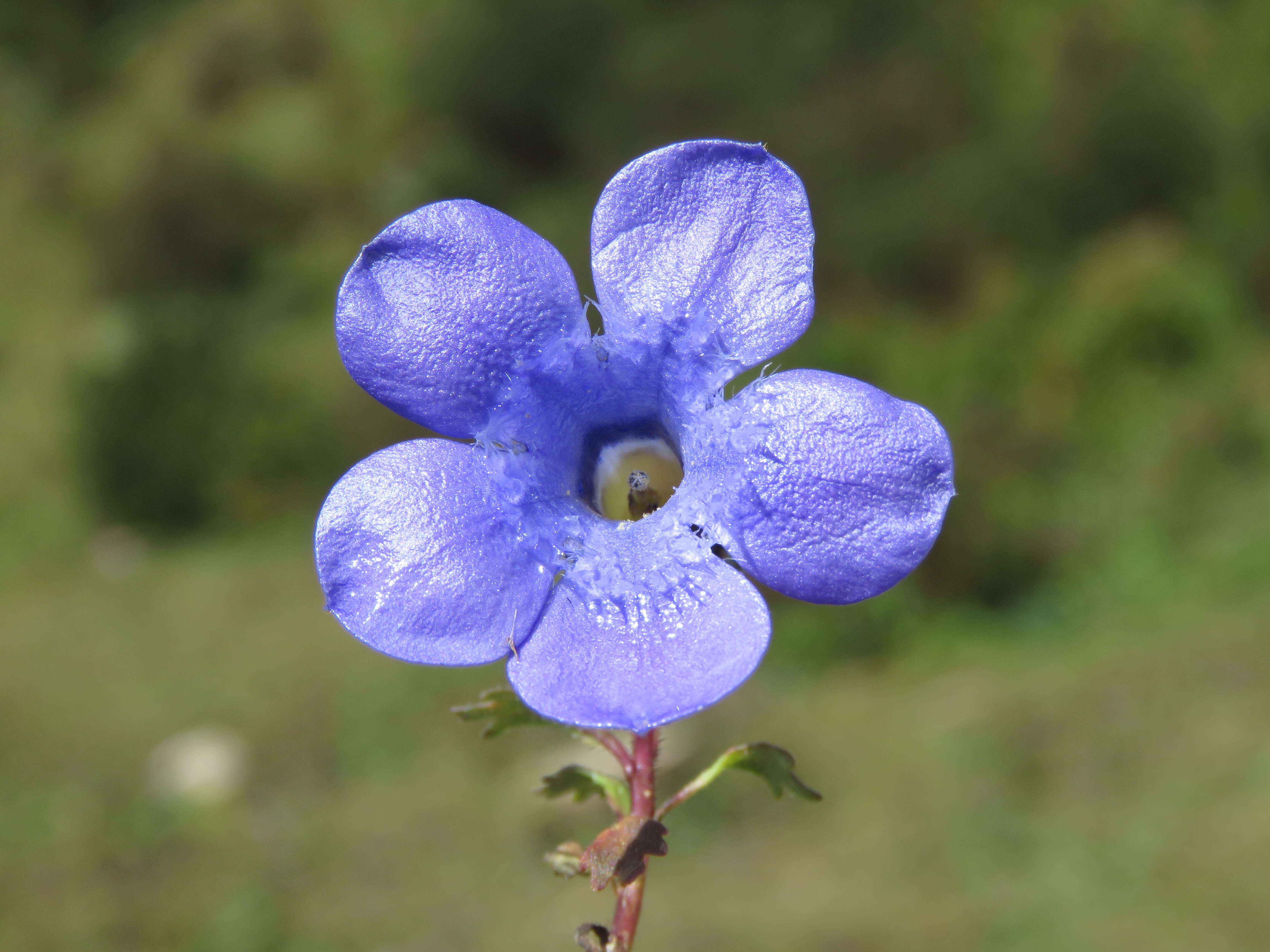 Image of Cyananthus lobatus Wall. ex Benth.