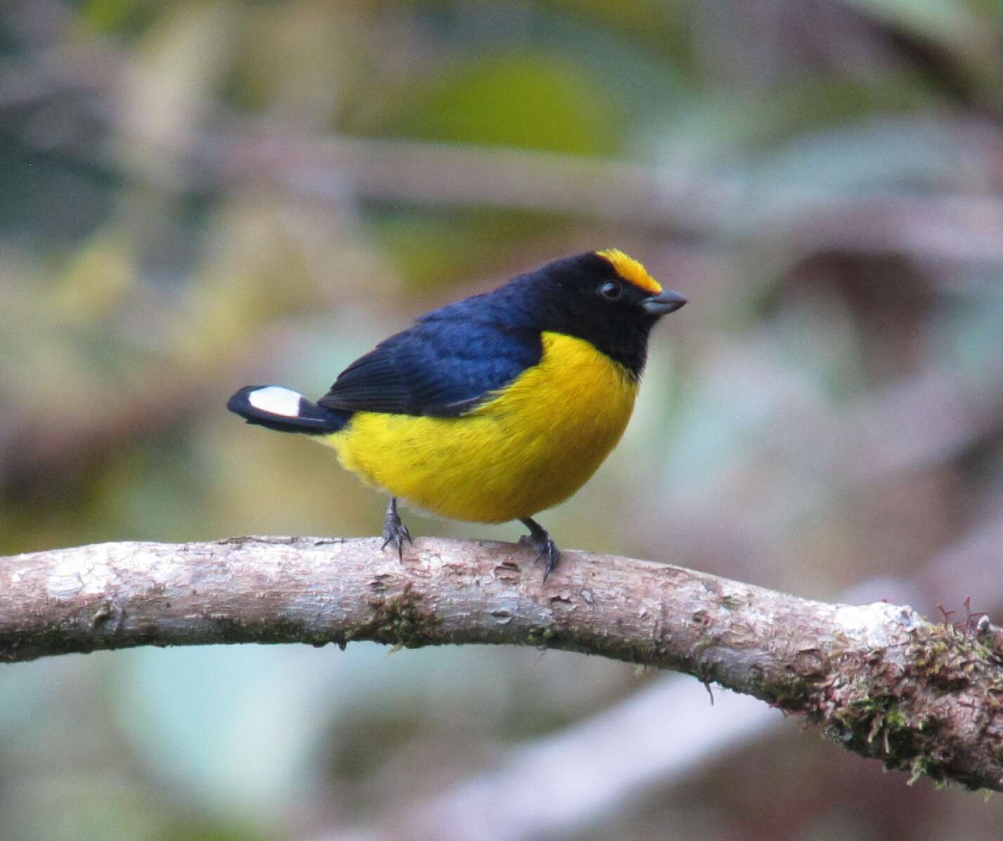 Image of Orange-bellied Euphonia