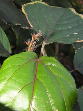 Image de Acalypha wilkesiana Müll. Arg.