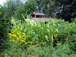 Image of Zea mays Saccharata