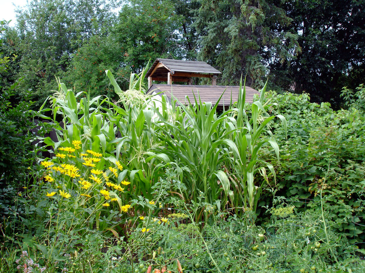 Image of Zea mays Saccharata