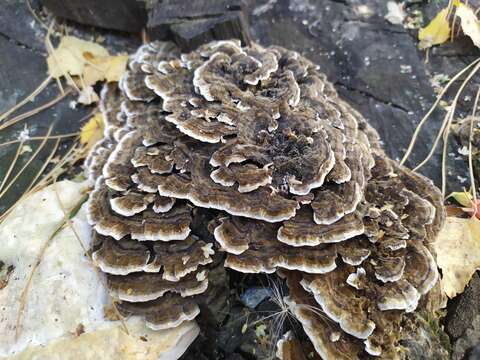 Image of Trametes