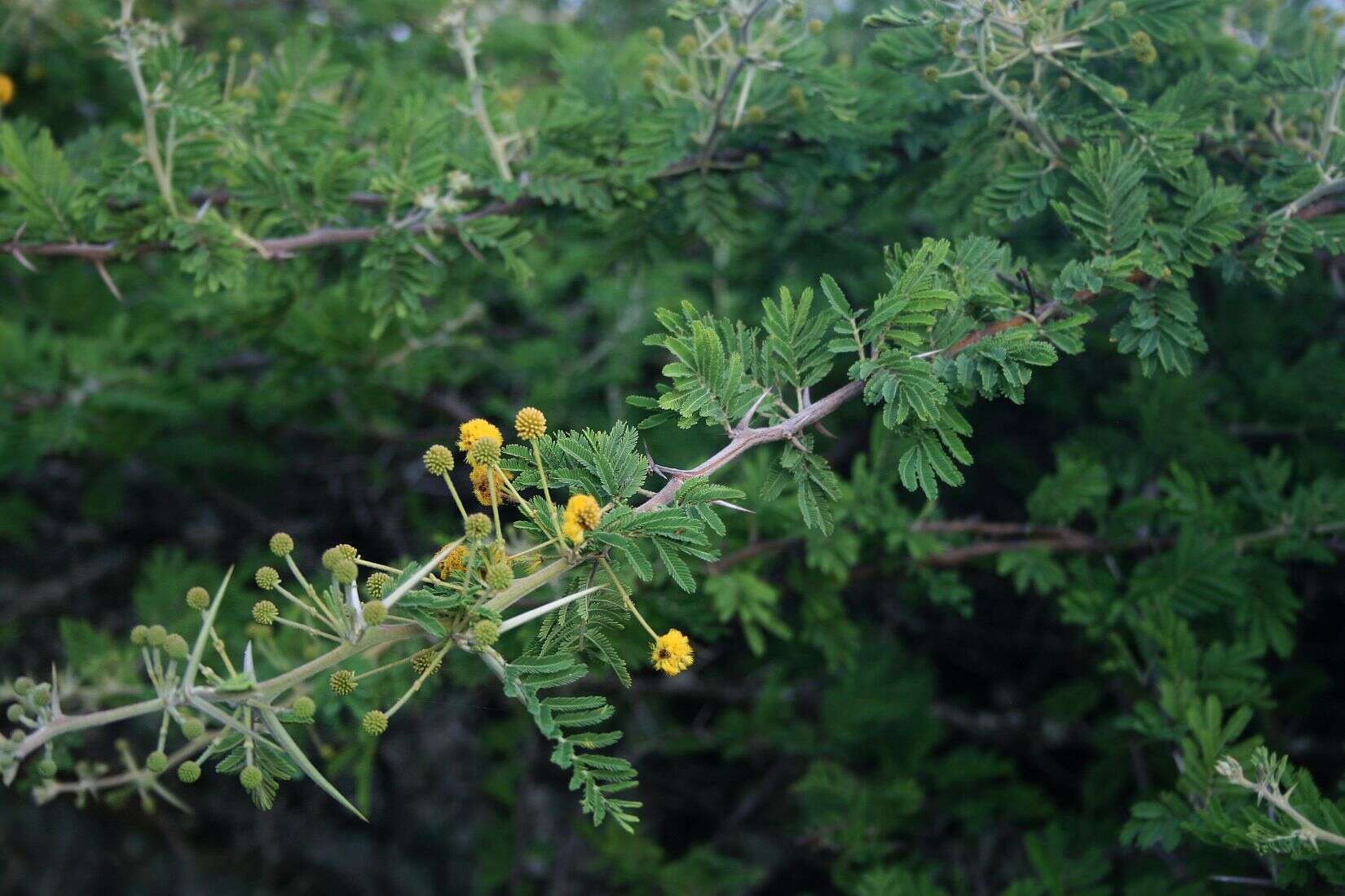 Plancia ëd Vachellia nilotica