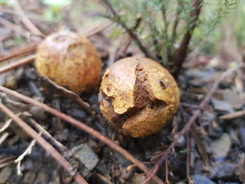 صورة Rhizopogon luteolus Fr. 1817