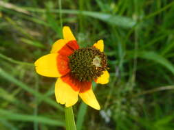 Image of Clasping-Coneflower