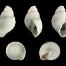 Image of Odostomia scalaris