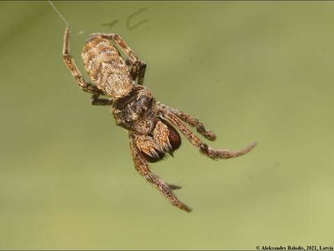 Image of Hyptiotes paradoxus (C. L. Koch 1834)