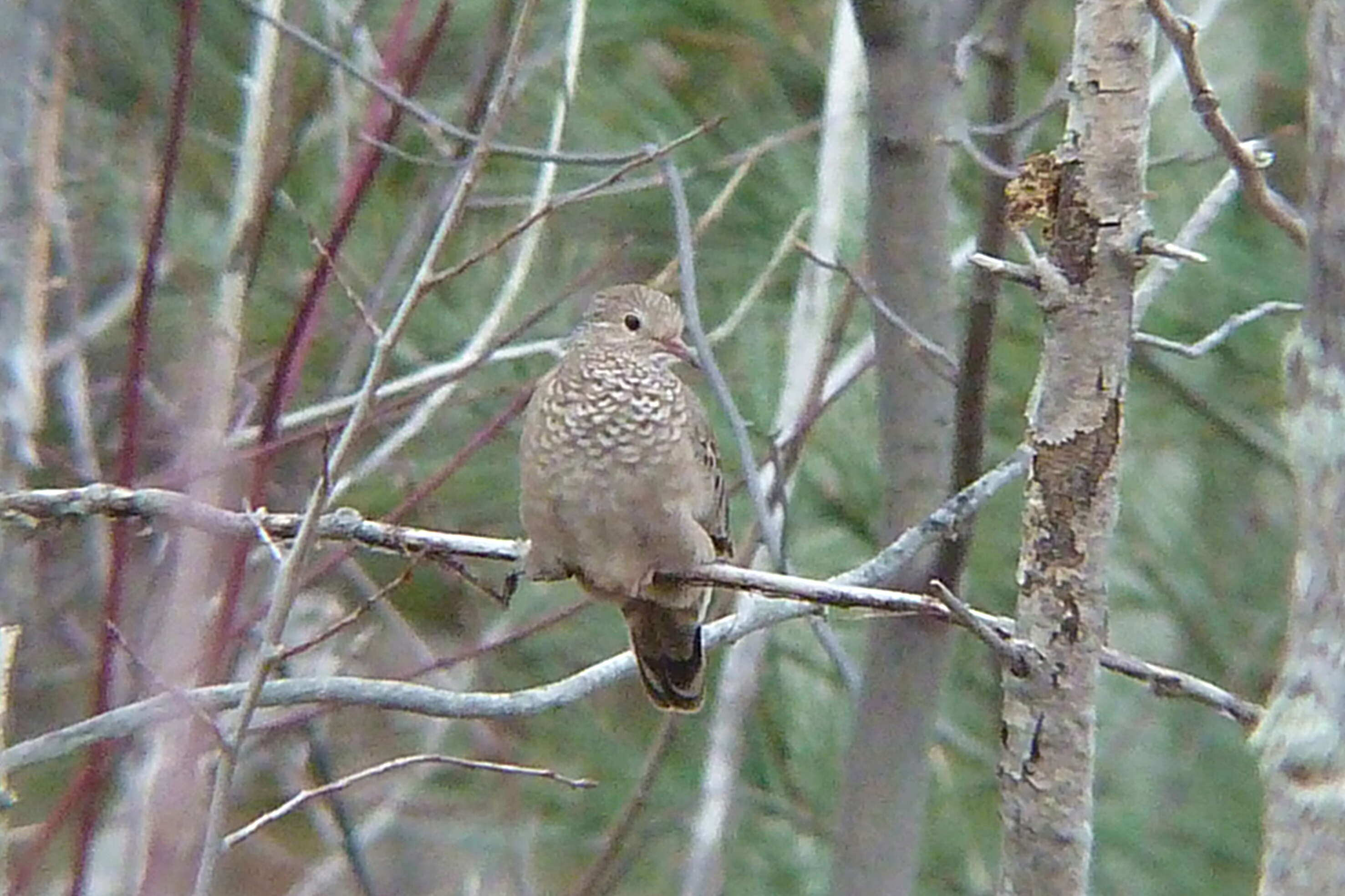 Image of Common Ground Dove