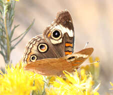 Image of Common buckeye