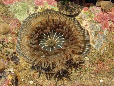 Image of brooding anemone