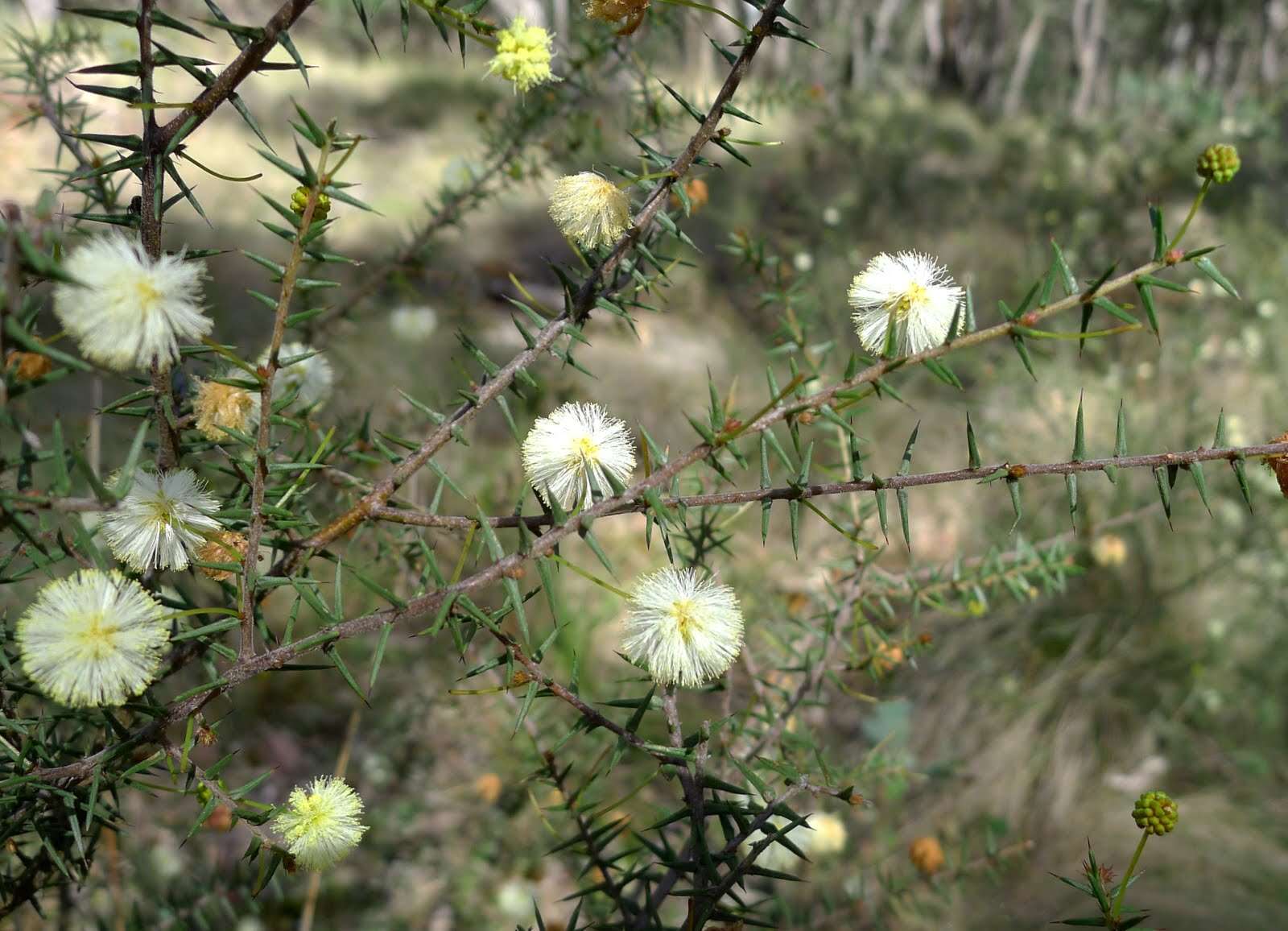 Image of juniper wattle