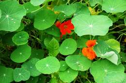 Image of Garden Nasturtium