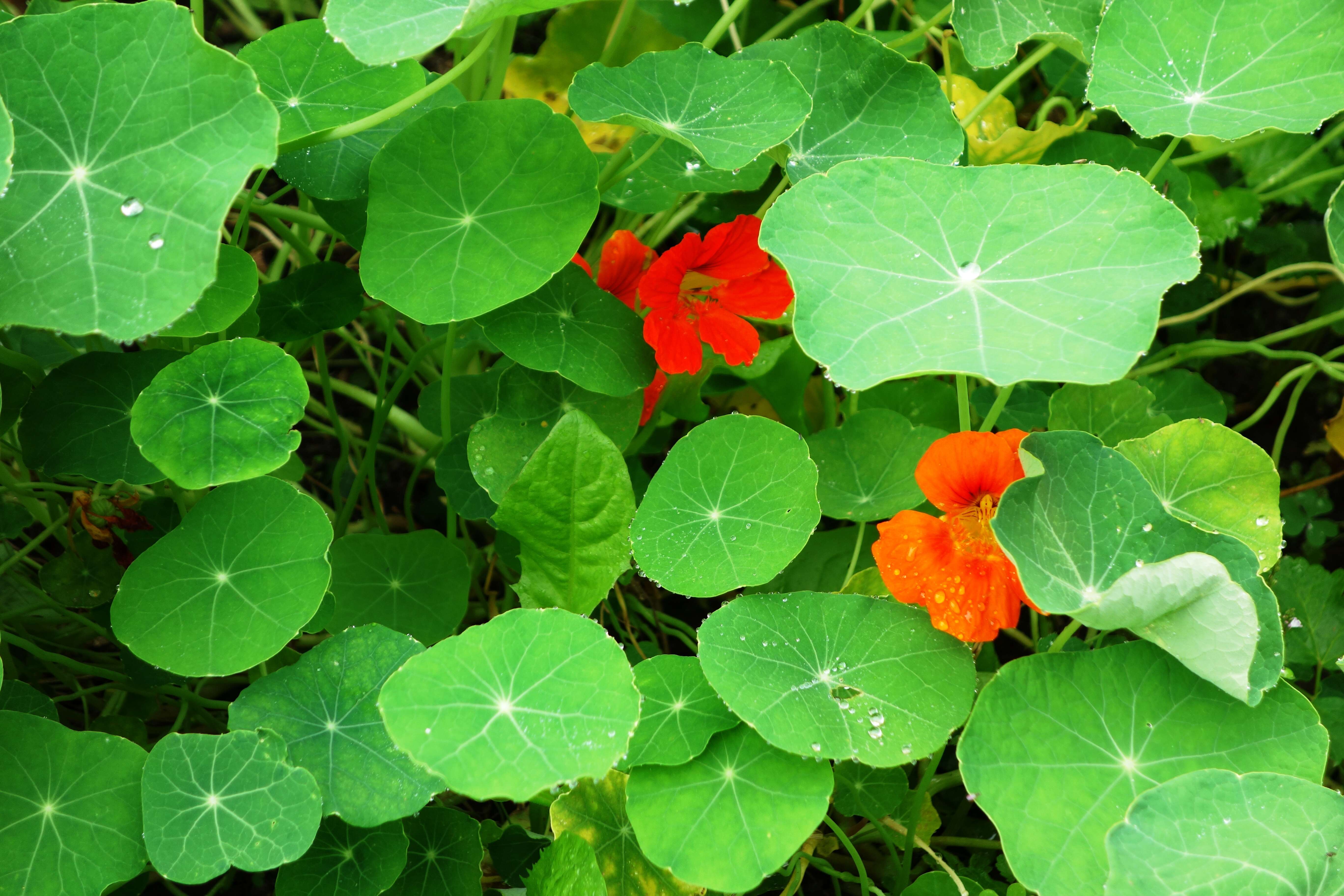 Image of Garden Nasturtium