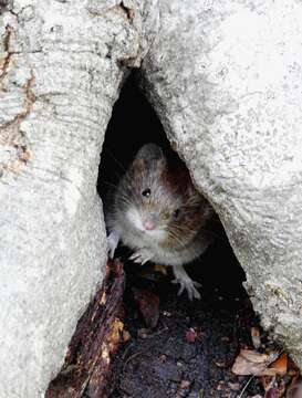 Image of wood mouse, long-tailed field mouse