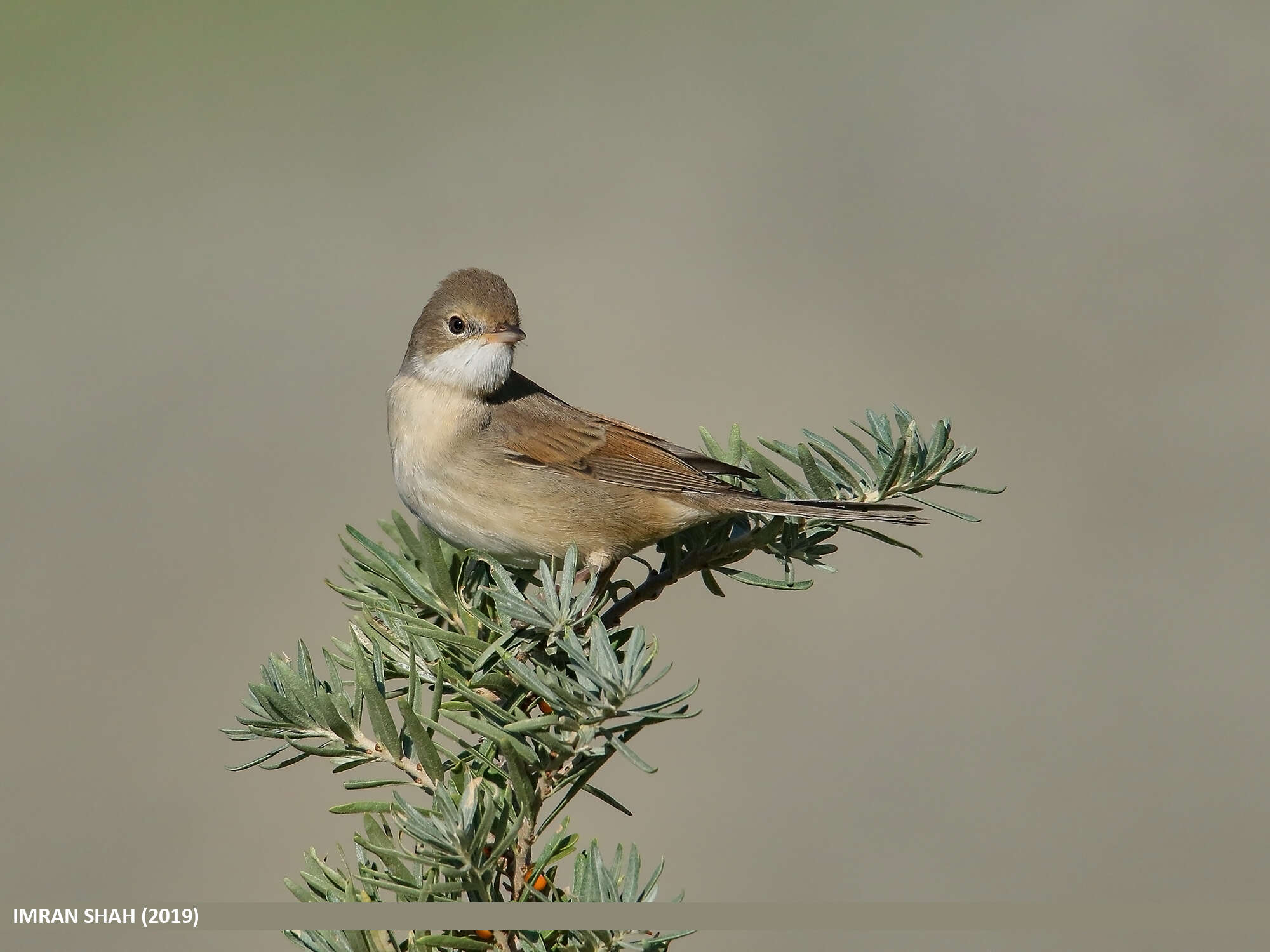 Image of Sylvia communis