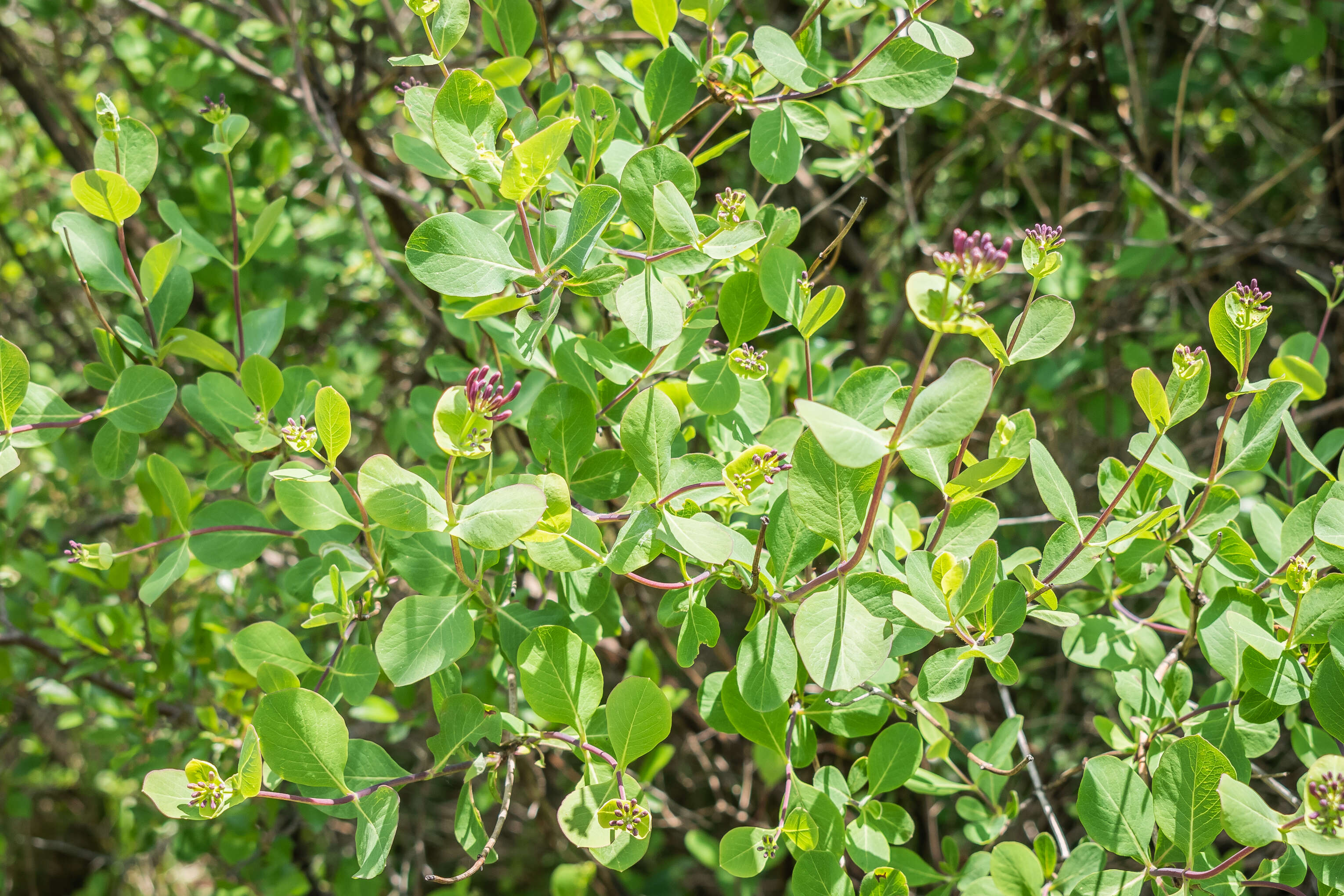 Image of Etruscan honeysuckle