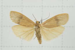 Image of Eilema ratonis Matsumura 1927