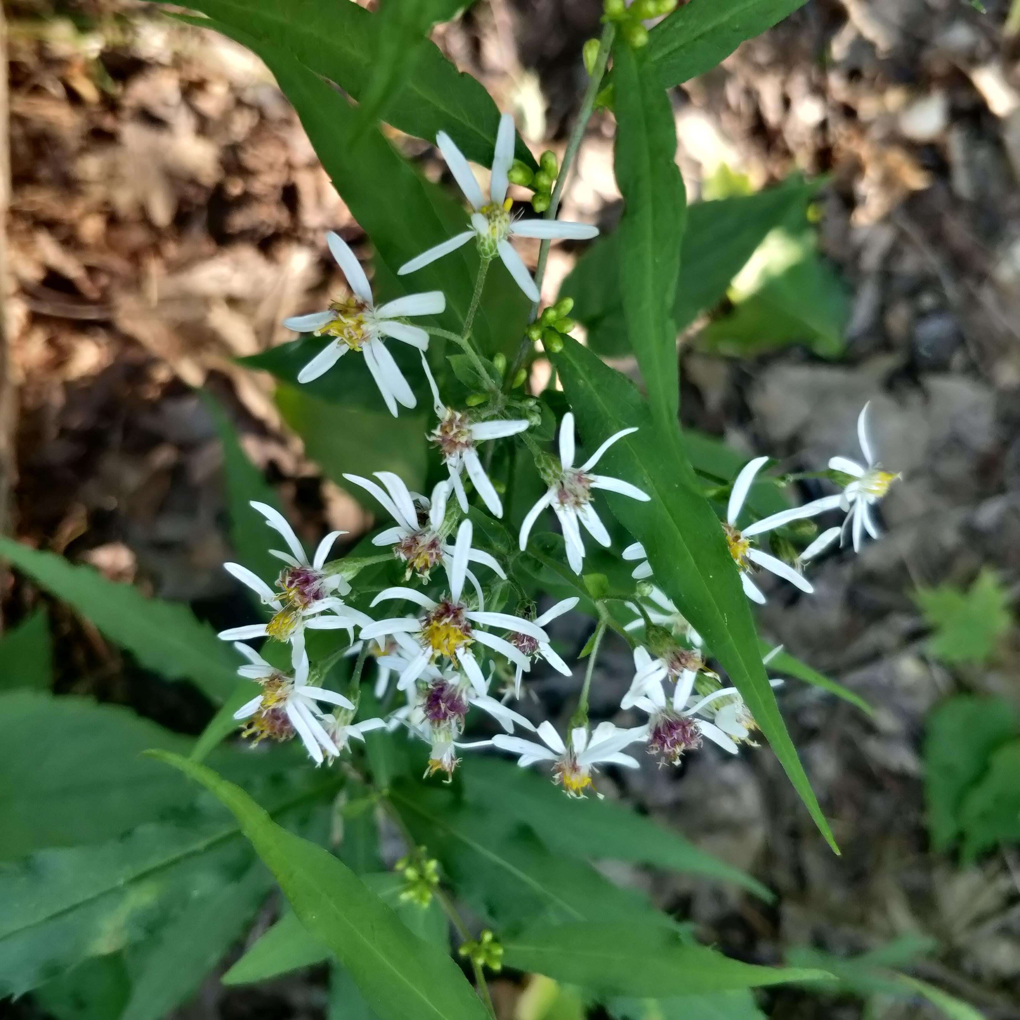 Image of white wood aster