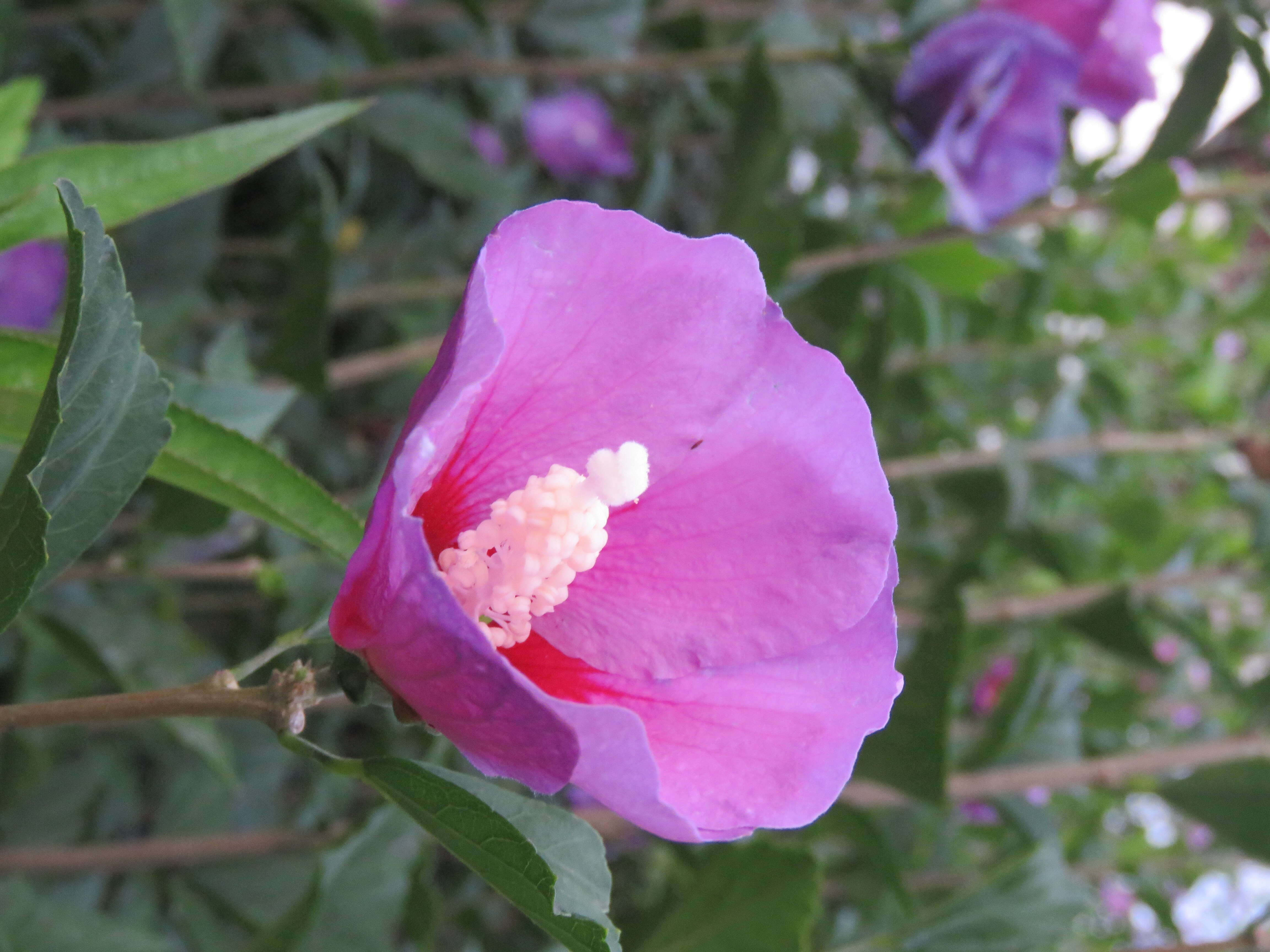 Imagem de Hibiscus syriacus L.