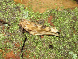 Image of brindled bell moth