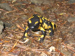 Image of Common Fire Salamander