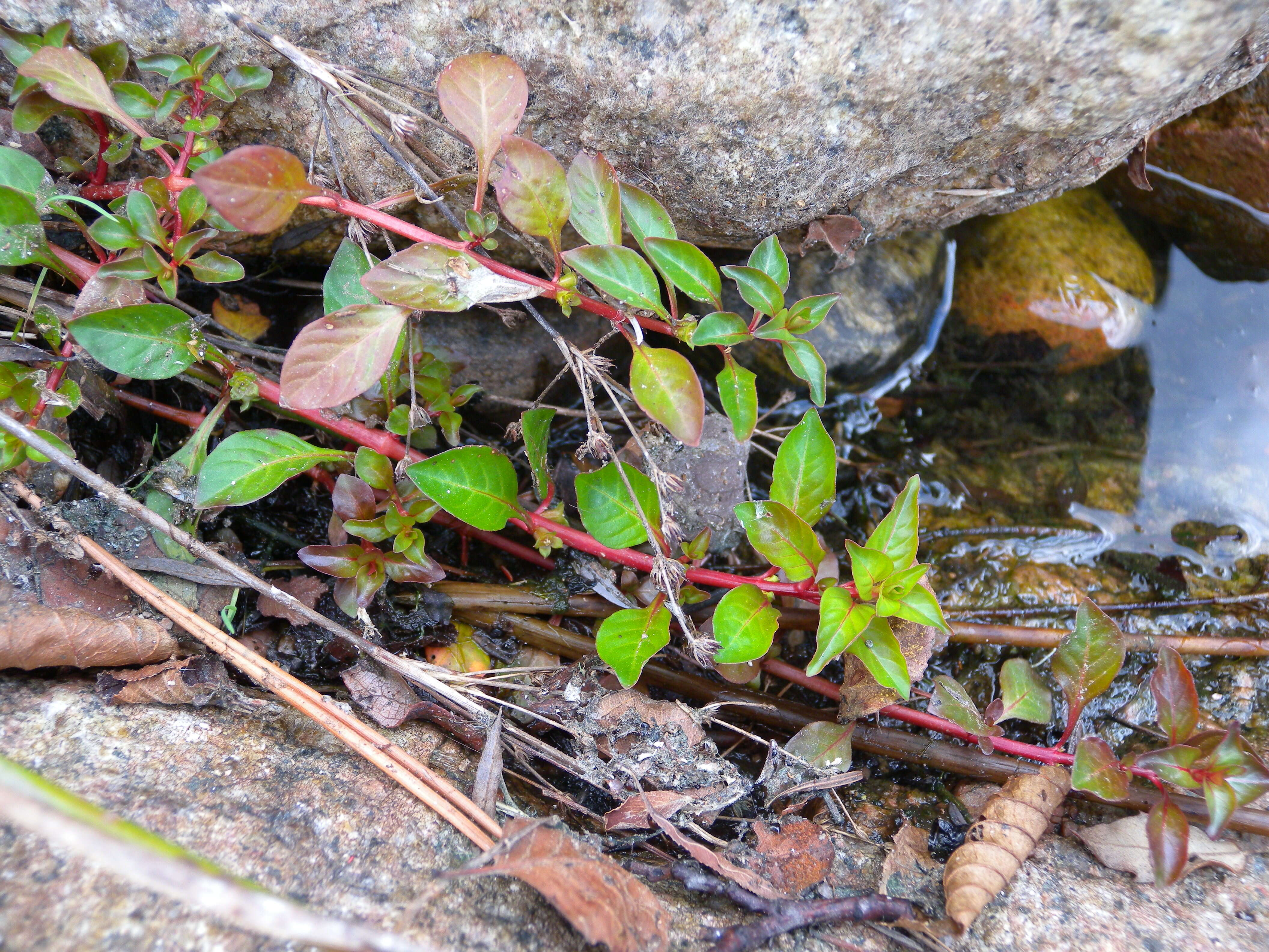 Image of marsh seedbox