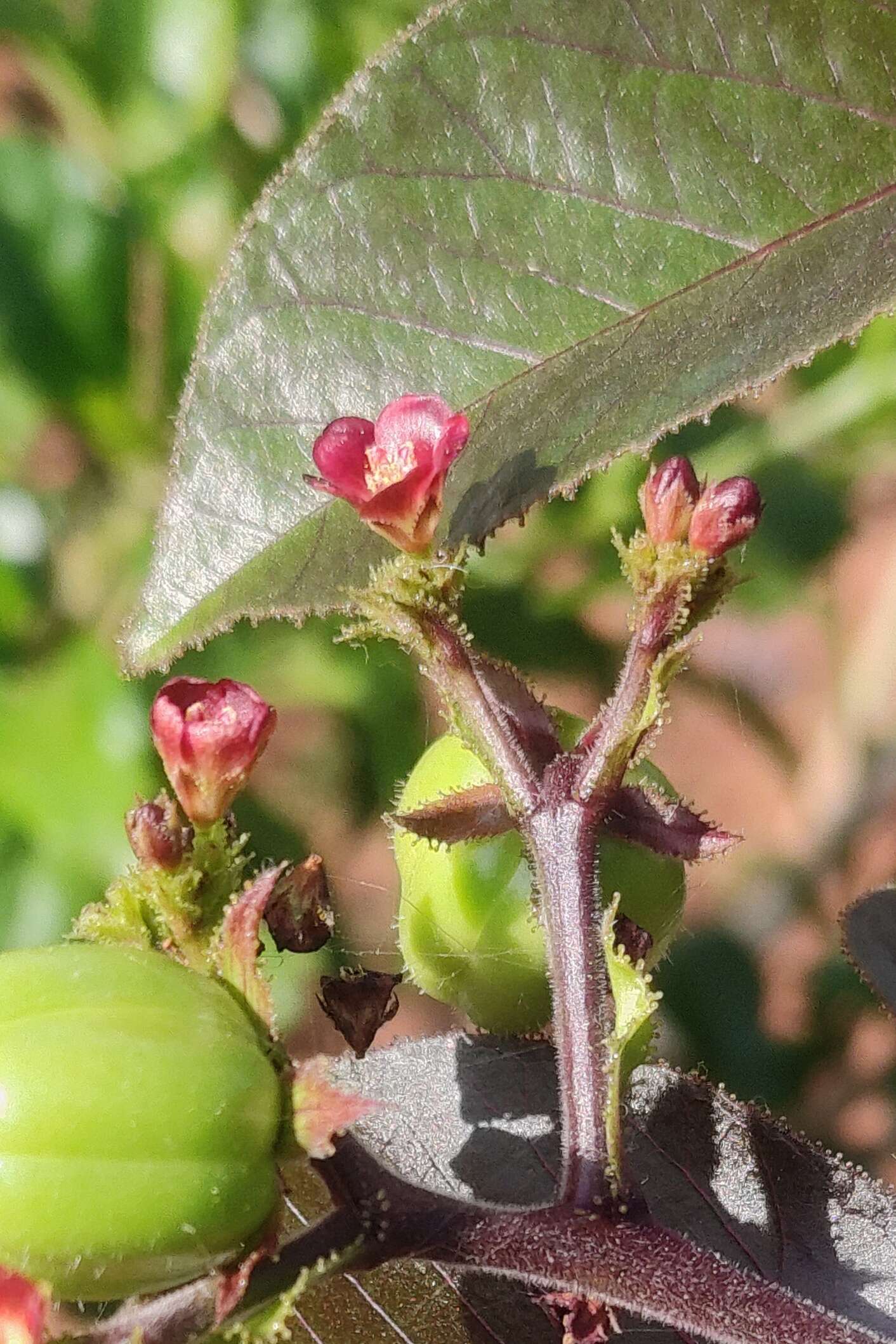 Image of bellyache bush