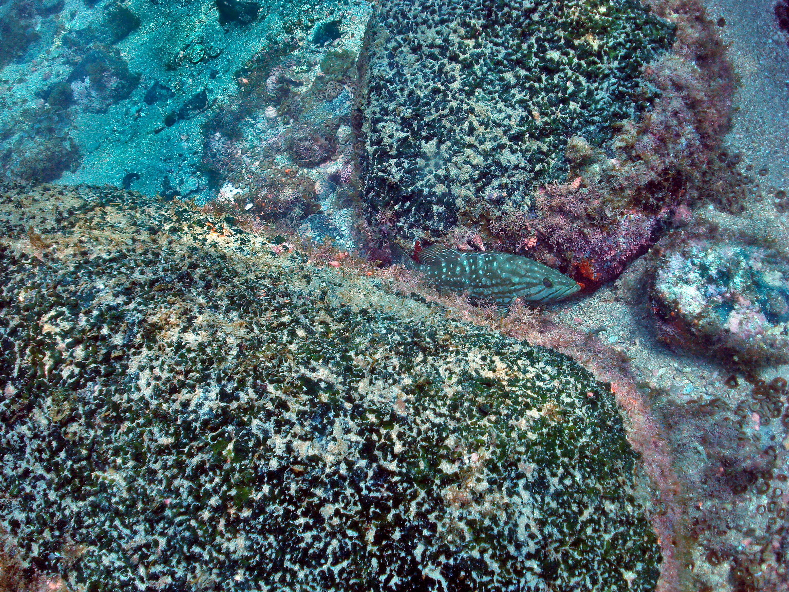 Image of Dusky Grouper