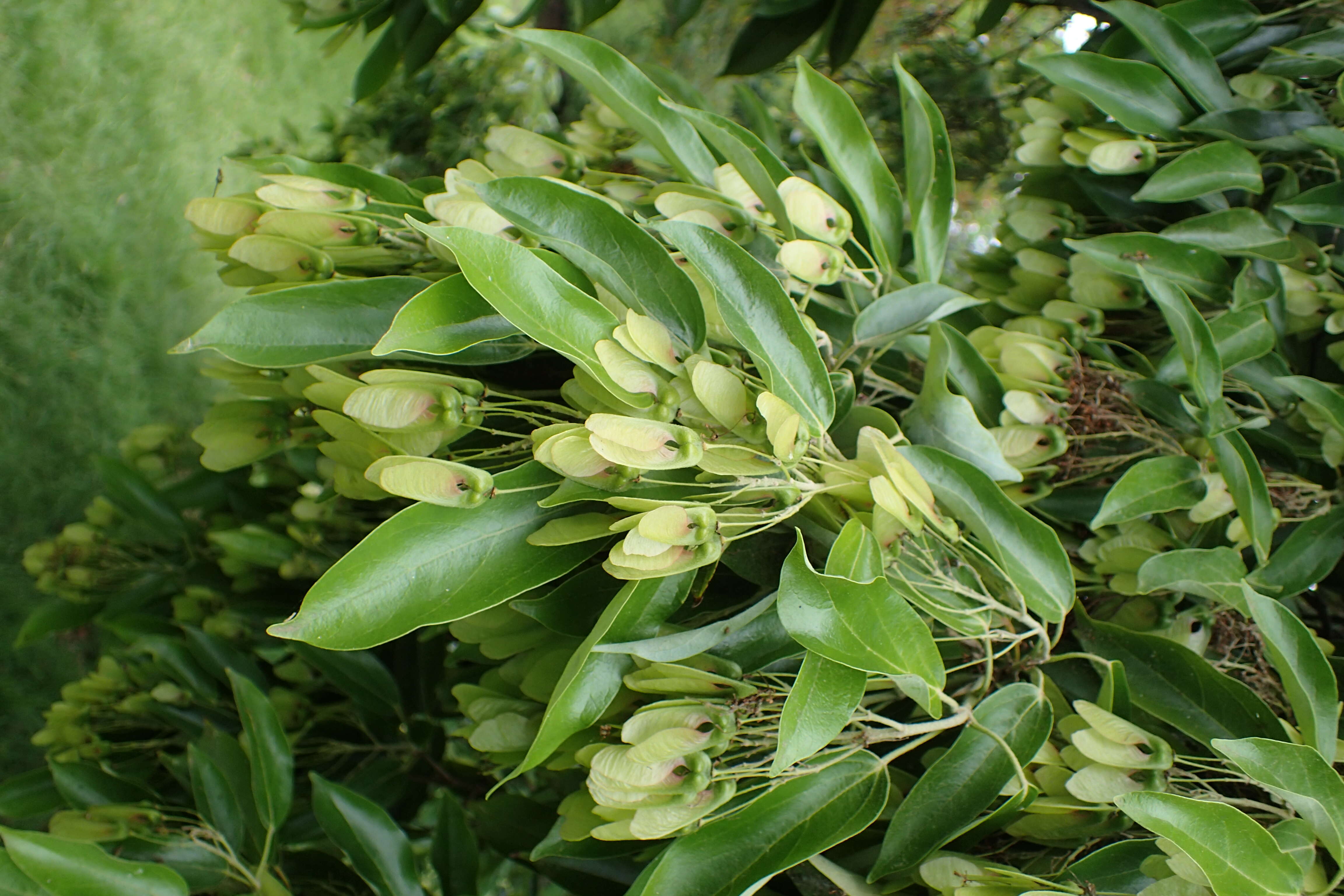 Acer coriaceifolium Leveille resmi