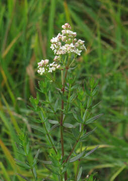 Imagem de Galium boreale L.