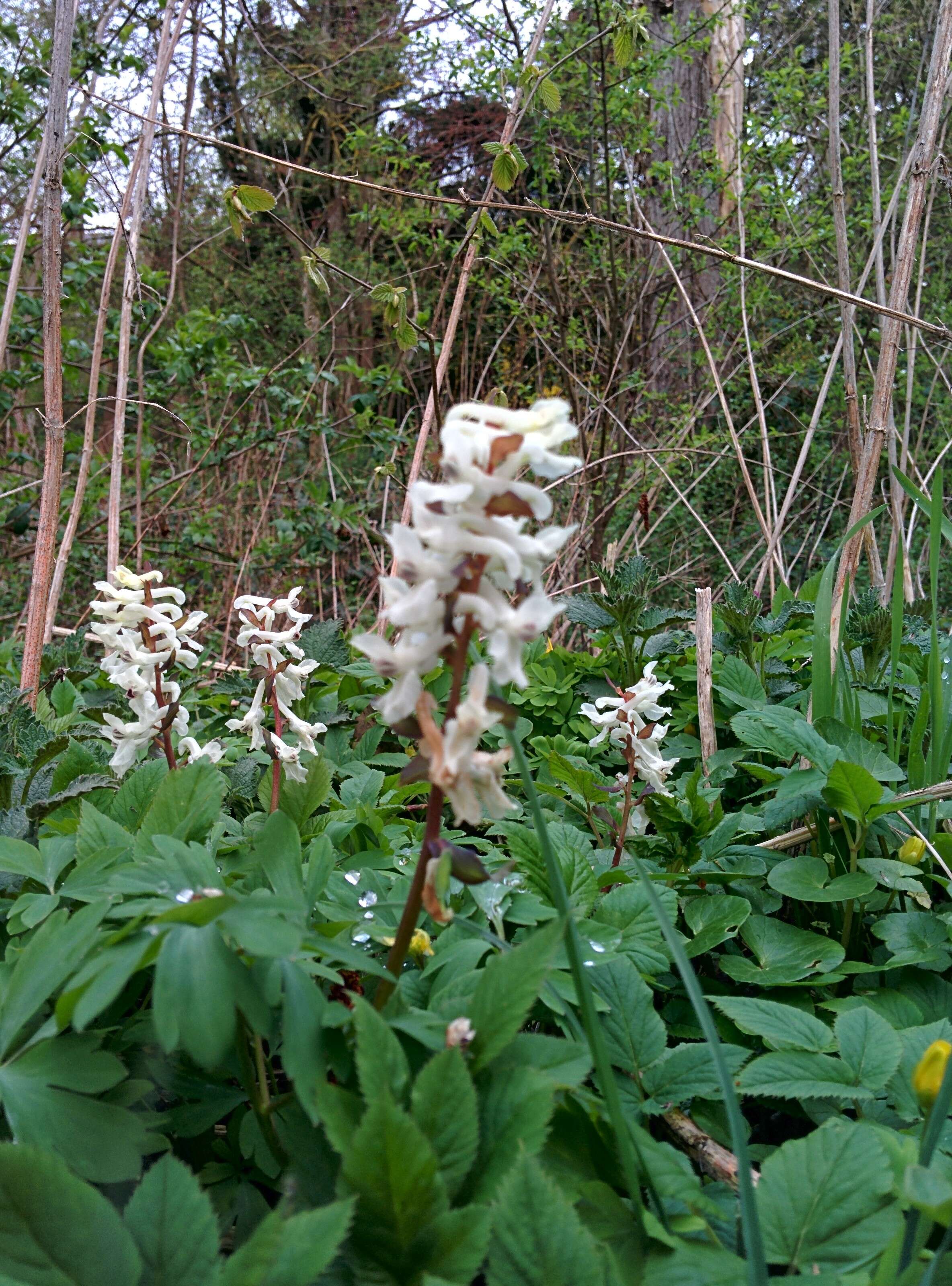 Слика од Corydalis cava (L.) Schweigger & Koerte