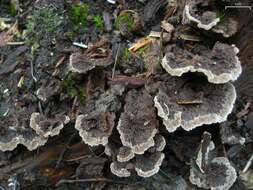 Image de Thelephora terrestris Ehrh. 1787