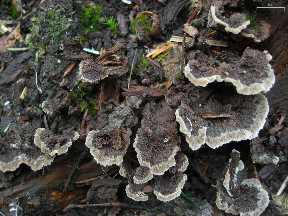 Слика од Thelephora terrestris Ehrh. 1787