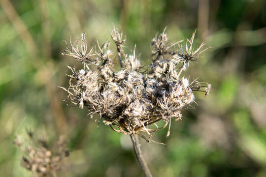 Image of Queen Anne's lace