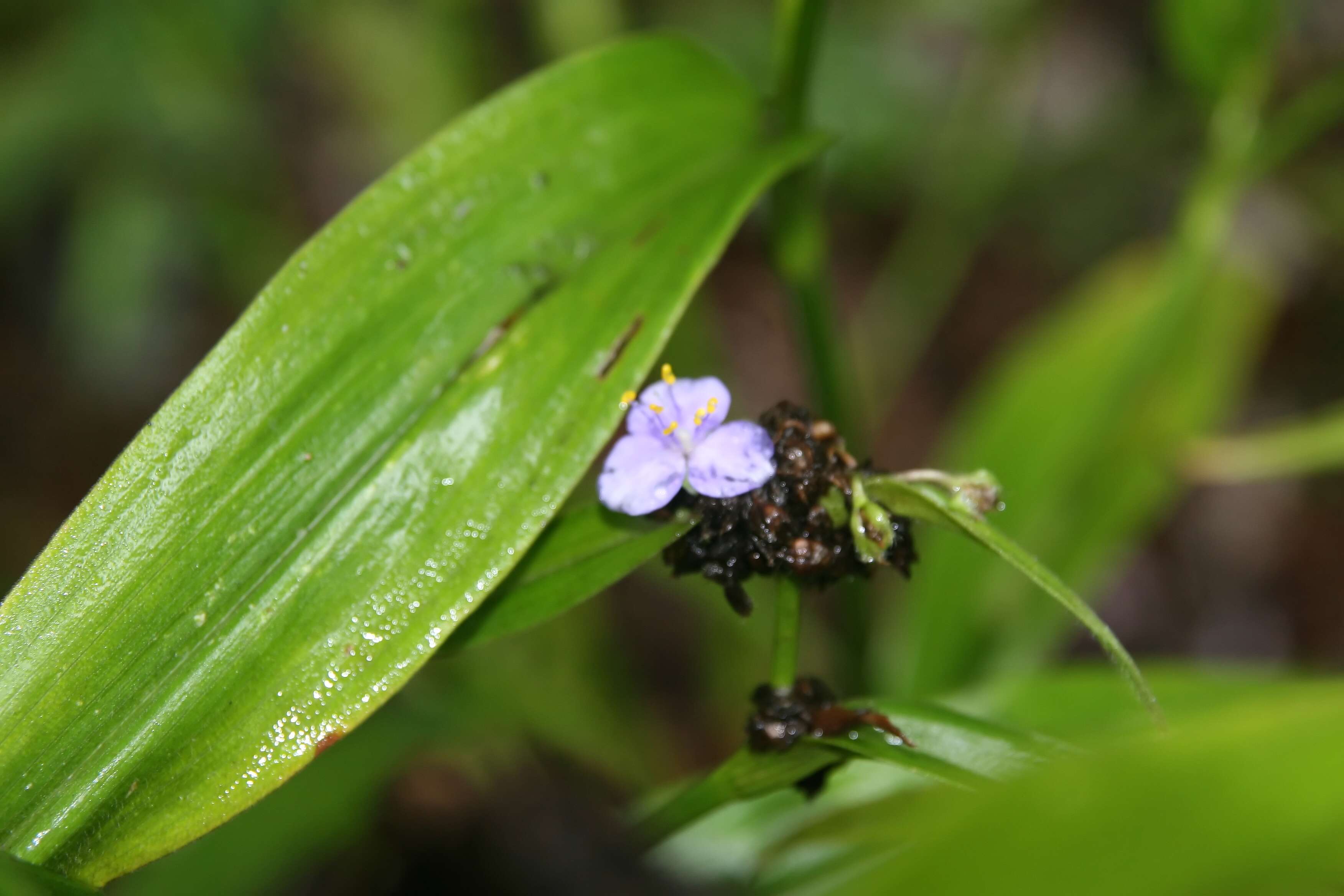 Image of zigzag spiderwort