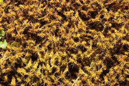 Image of great hairy screw-moss