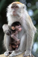 Image of Long-tailed Macaque