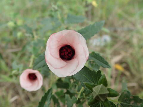 Imagem de Pavonia hastata Cav.