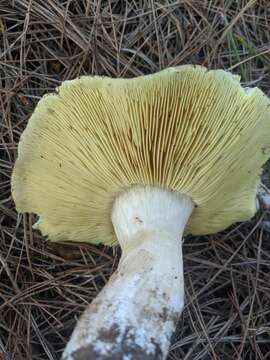 Image of Tricholoma equestre (L.) P. Kumm. 1871