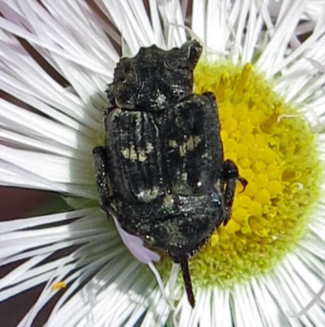 Image of Valgus hemipterus (Linnaeus 1758)