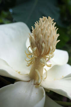 Image of Big-Leaf Magnolia