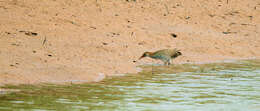 Image of Slaty-breasted Banded Rail