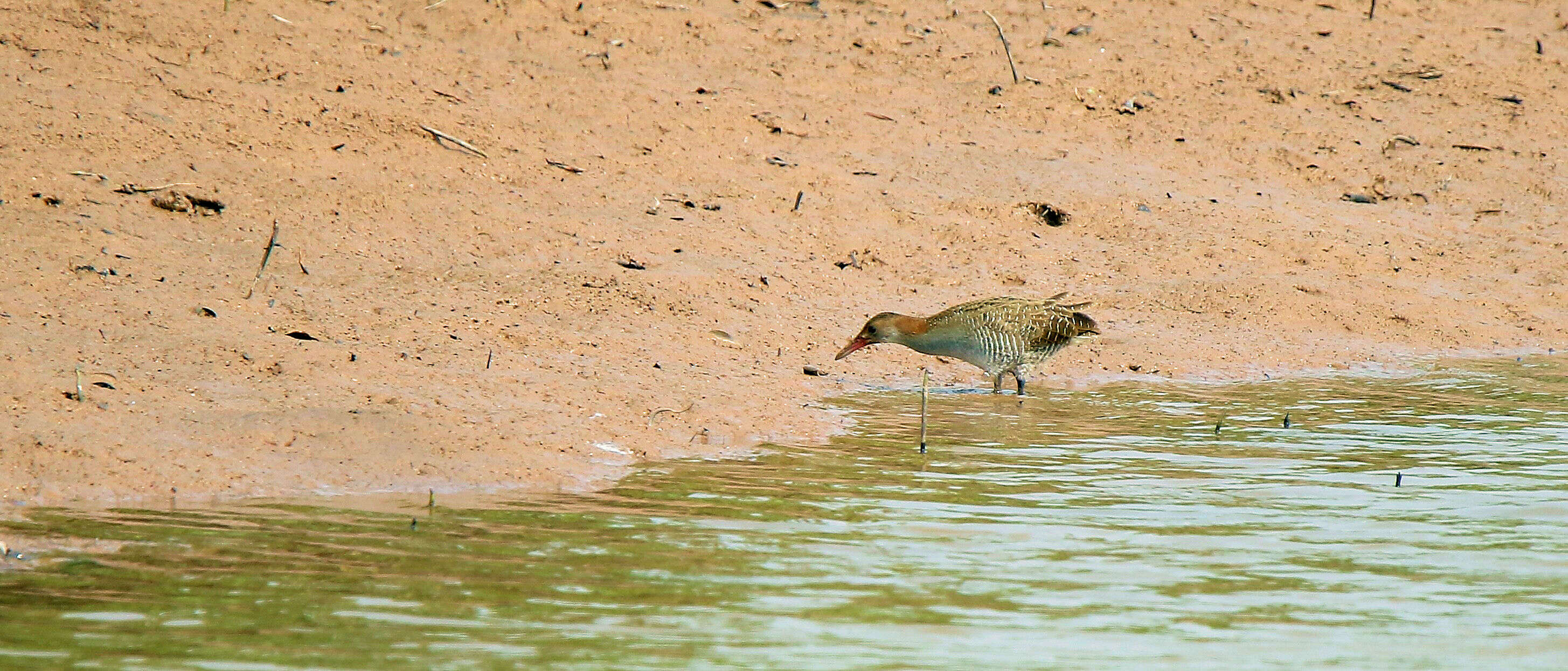 Image of Slaty-breasted Banded Rail