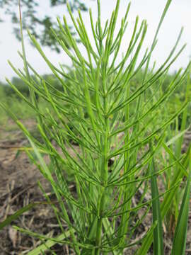 Image of field horsetail